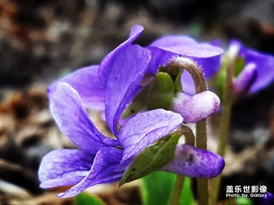 美的呼喚！