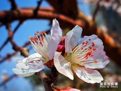 春，花之俏！