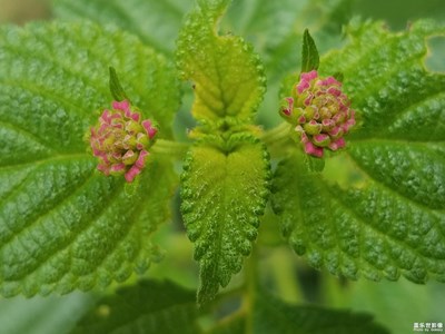 花花世界——馬纓丹