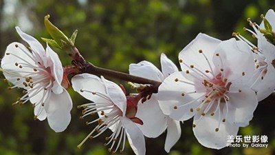 桃花春色暖先開，明媚誰人不看來。