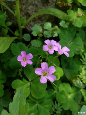 生命力很強(qiáng)的一種花