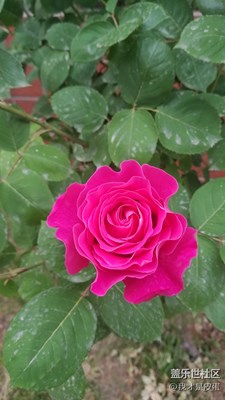 月季花