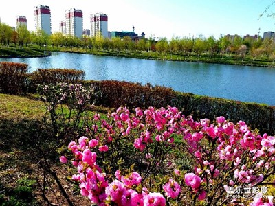 北疆早春----俏也不爭(zhēng)春，只把春來(lái)報(bào)