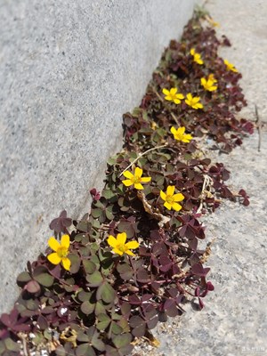 臺階小野花