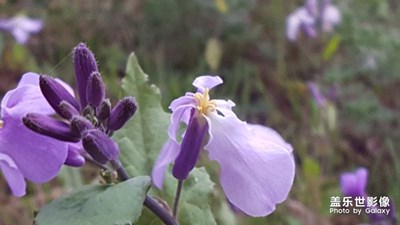 蓋樂(lè)世醉了！