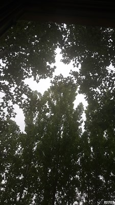 楊樹