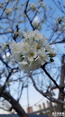 來猜猜是什么花？