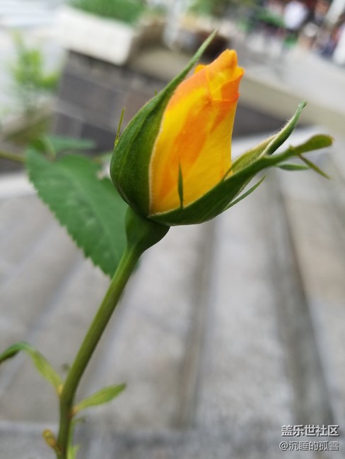 花蕾一組