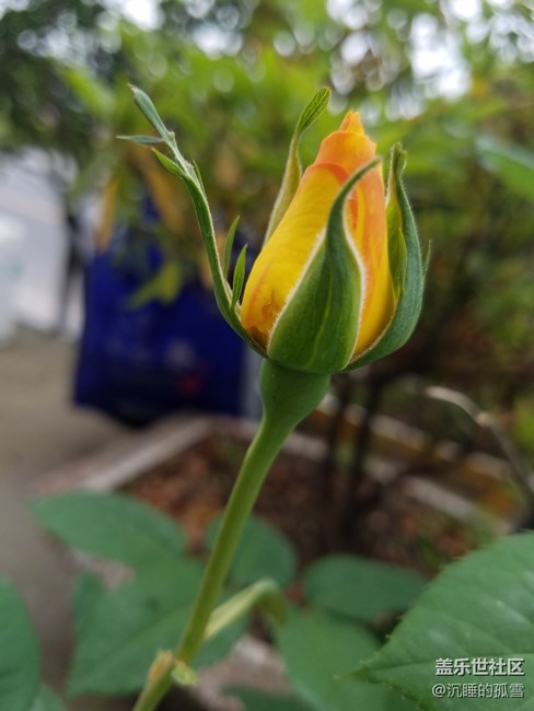 花蕾一組