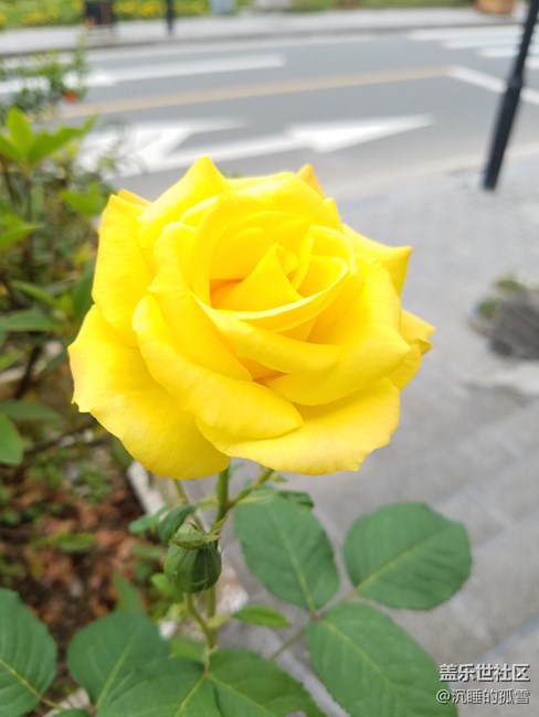 好看的黃玫瑰，送給一直關心我的各位朋友