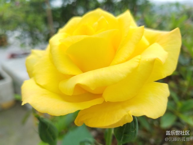 好看的黃玫瑰，送給一直關心我的各位朋友