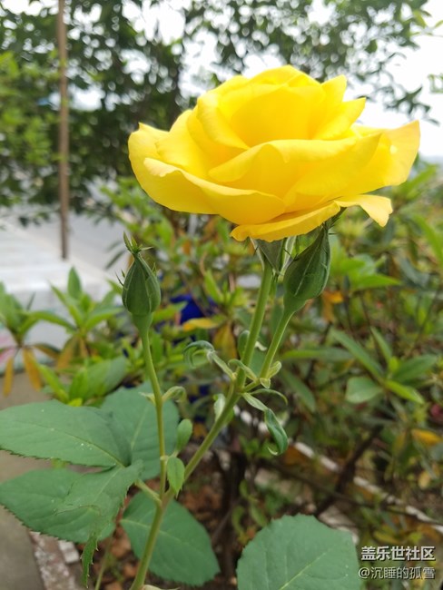 好看的黃玫瑰，送給一直關心我的各位朋友