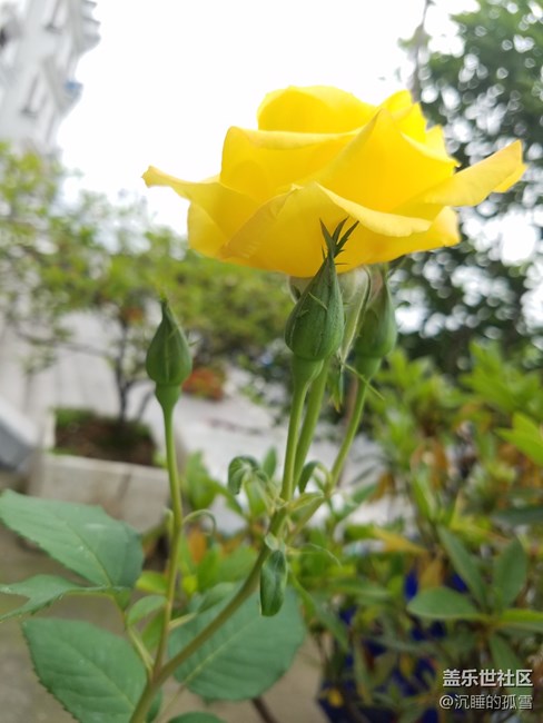 好看的黃玫瑰，送給一直關心我的各位朋友