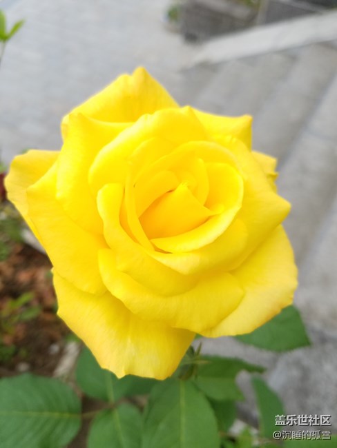 好看的黃玫瑰，送給一直關心我的各位朋友