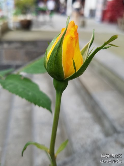 花蕾一組