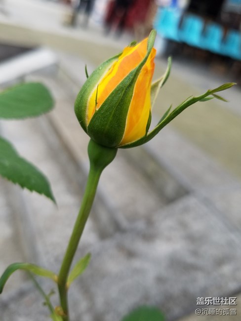花蕾一組