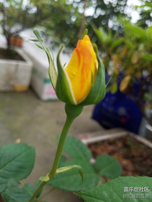 花蕾一組