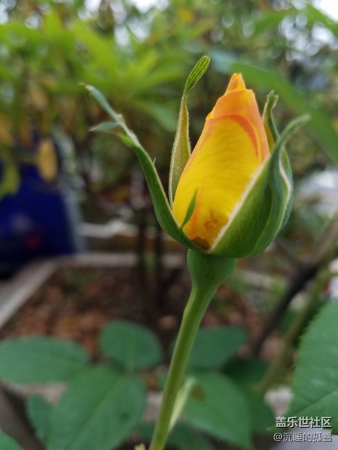 花蕾一組