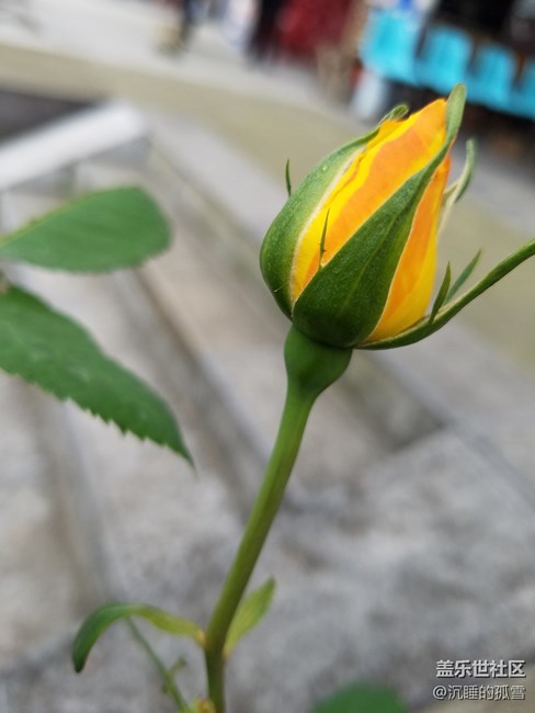 花蕾一組