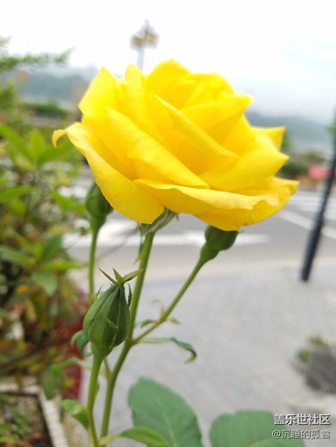 好看的黃玫瑰，送給一直關心我的各位朋友