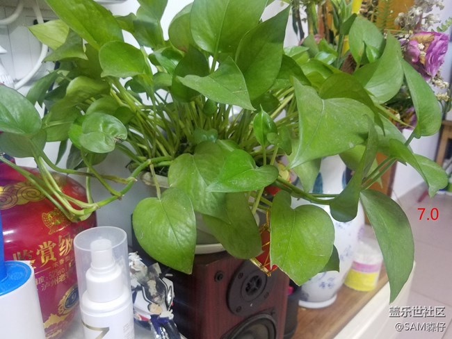 6.0和7.0拍照，沒(méi)有對(duì)比就沒(méi)有傷害！