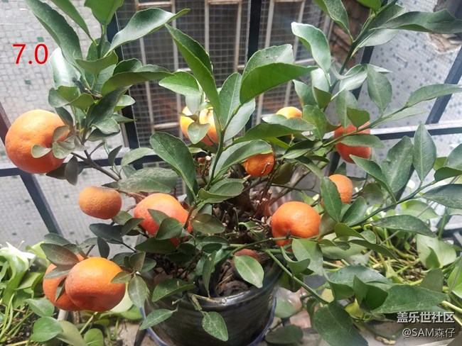 6.0和7.0拍照，沒(méi)有對(duì)比就沒(méi)有傷害！