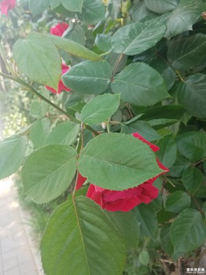 一路旅行一路曬+北京+街邊風(fēng)景