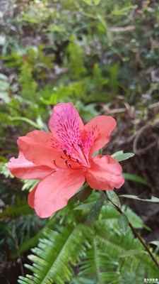 一路旅行一路曬+陂頭+隨手拍