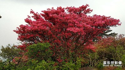 杜鵑花