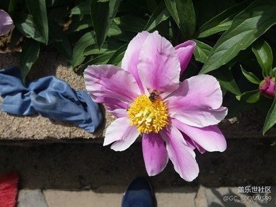 什么時(shí)候c5更新安卓7呀