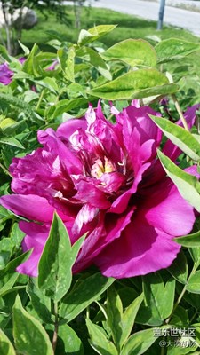 《初夏風(fēng)情畫(huà)》+伊寧市+繁花似錦