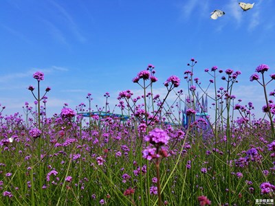 初夏風(fēng)情畫(huà)+溫州+花花世界