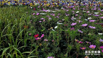 讓我一次拍個夠！