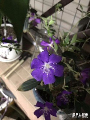 比較