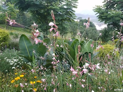 江邊公園的花開了