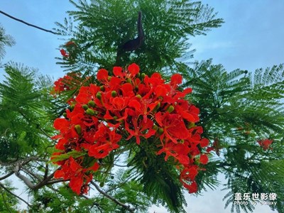 【端午習(xí)俗】-廈門-記錄人間最素樸的滋味