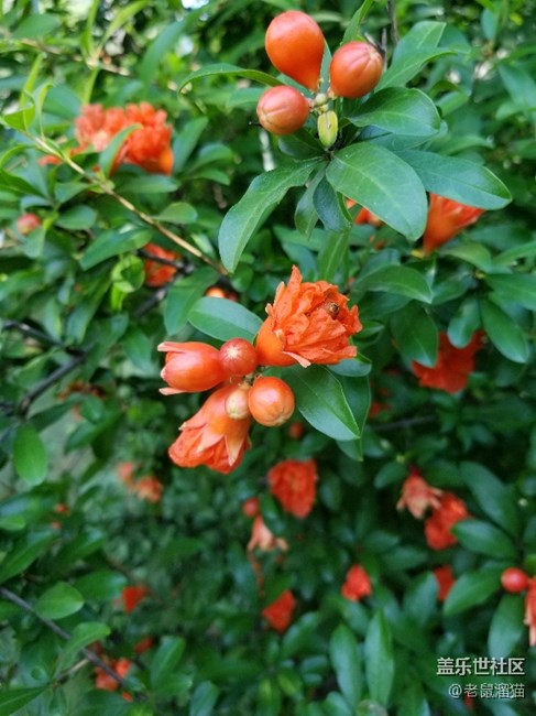 s8+拍的幾張照片，看起來還不錯