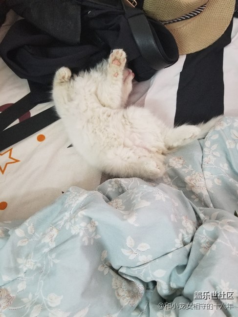 跟著主人學，睡覺都走樣了