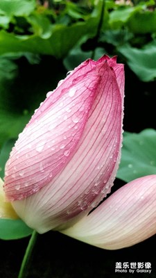 初夏雨荷
