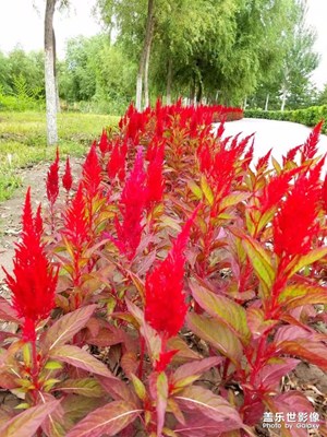 公園隨拍