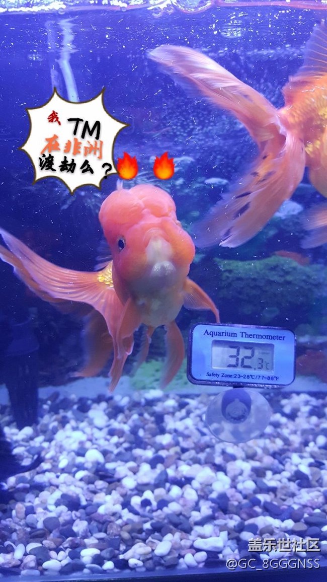 看看note5拍照怎么樣