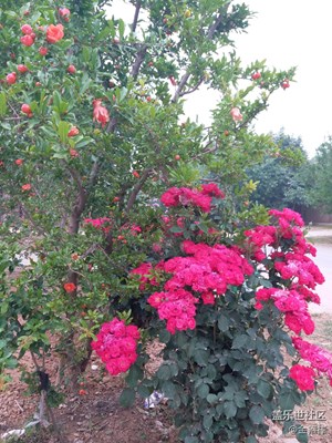 《清涼一夏》+陜西咸陽+生機(jī)盎然