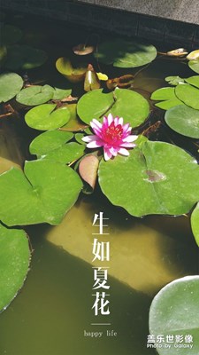 生如夏花 galaxy  c7