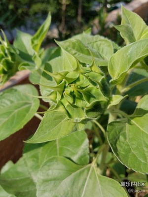 《清涼一夏》+ 天津 + 花開半夏