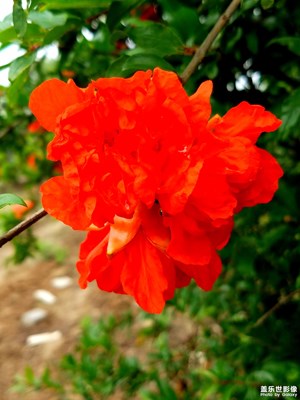 《清涼一夏》+江蘇鹽城+花草