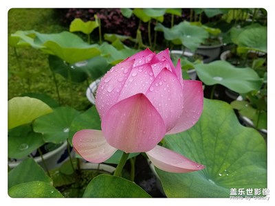 接天連葉無窮碧  映日荷花別樣紅