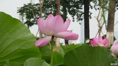 實(shí)在沒(méi)法靠近，還好有C101！