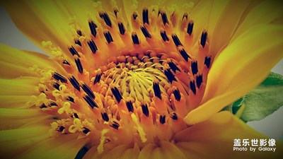 《慢生活》+周口+向陽(yáng)花（向日葵）