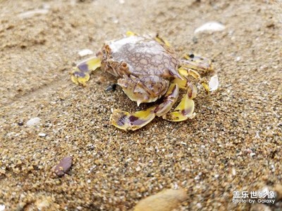 《慢生活》+大連+趕海