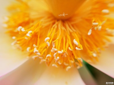 【三星蓋樂(lè)世 S7】不蔓不枝，亭亭凈植